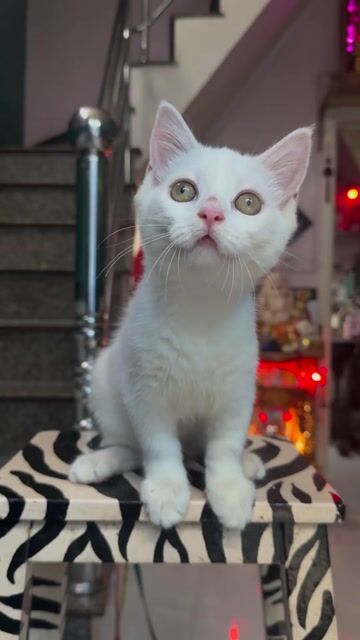 Mèo màu trắng  lửng vừa lùn và  tai cụp đực. Mua bán Mèo tại Quận 6 Tp Hồ Chí Minh được đăng bởi linh hình 1