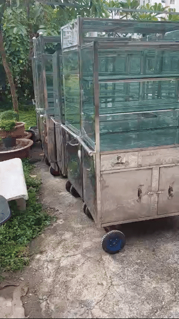 CHUYÊN MUA BÁN XE CƠM, XE BÁNH MÌ, XE CAFE CỦ MỚI.. Mua bán Đồ chuyên dụng, Giống nuôi trồng tại Quận Tân Bình Tp Hồ Chí Minh được đăng bởi ĐỒ CŨ SÀI GÒN hình 1