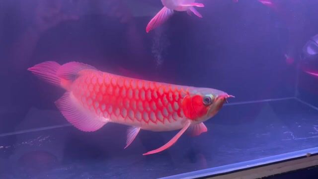 Cá Rồng Huyết Super Red 55cm Đỏ. Mua bán Thú cưng khác tại Quận 8 Tp Hồ Chí Minh được đăng bởi anhquaysaigon hình 1