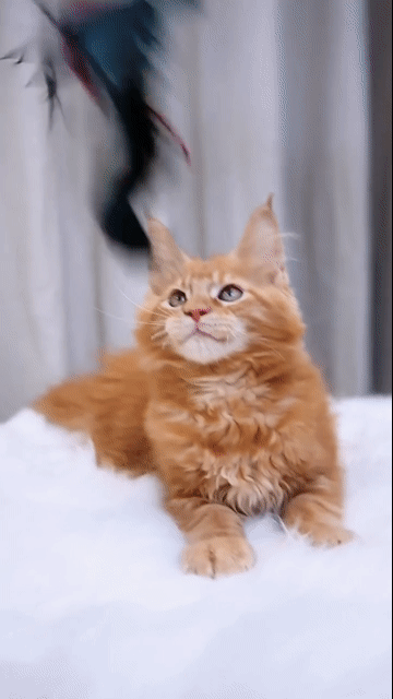 Mèo Maine Coon Cái Trung Quốc Đỏ Hơn 2 tháng. Mua bán Mèo tại Quận Nam Từ Liêm Hà Nội được đăng bởi Đại Ngọc ChamMiloHouse hình 1