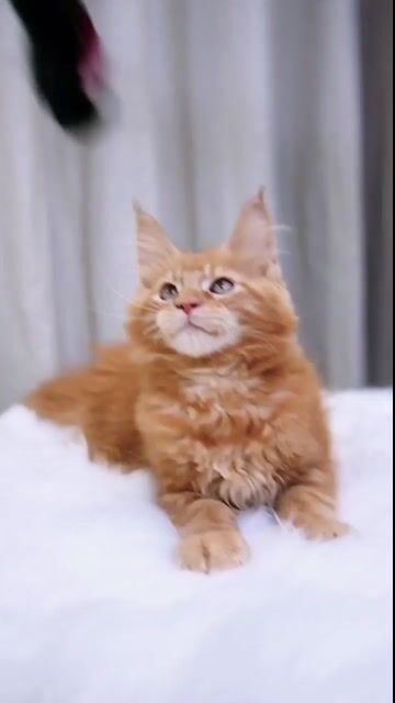 Mèo Maine Coon Cái Trung Quốc Đỏ Hơn 2 tháng. Mua bán Mèo tại Quận Nam Từ Liêm Hà Nội được đăng bởi Đại Ngọc ChamMiloHouse hình 1