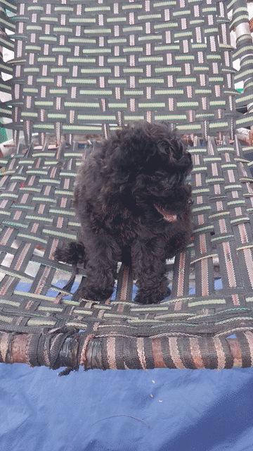 POODLE ĐEN CÁNH BƯỚM CÁI HÀ NỘI. Mua bán Chó tại Quận Hoàng Mai Hà Nội được đăng bởi MAI THANH NHÀN hình 1