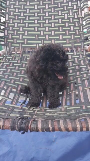 POODLE ĐEN CÁNH BƯỚM CÁI HÀ NỘI. Mua bán Chó tại Quận Hoàng Mai Hà Nội được đăng bởi MAI THANH NHÀN hình 1