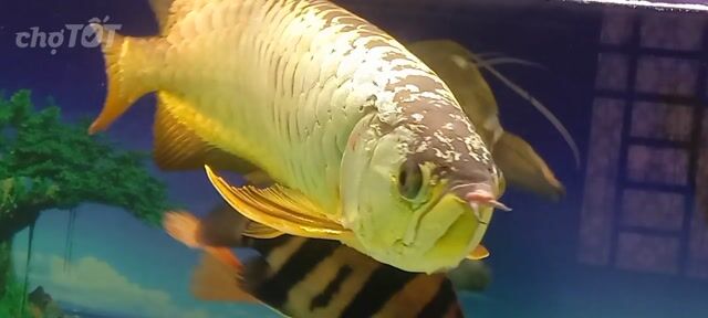 Cá cảnh Quá Bối fufhamles size 65 khủng . Mua bán Thú cưng khác tại Quận 12 Tp Hồ Chí Minh được đăng bởi Trung Thành  hình 1