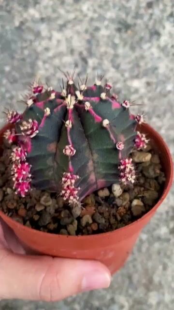 Xương rồng pink japan siêu đẹp. Mua bán Cây cảnh, đồ trang trí tại Thành phố Thuận An Bình Dương được đăng bởi Hoa xương rồng hình 1