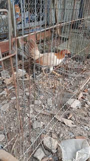 Gà Mỹ Khét bông Mái 1.1kg. Mua bán Gà tại Quận Cái Răng Cần Thơ được đăng bởi Hữu Trọng hình 1