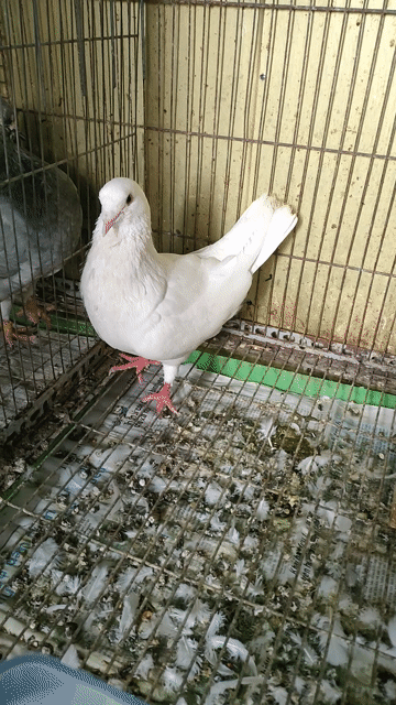 Bồ câu Pháp Trắng Khỏe mạnh. Mua bán Chim tại Quận 11 Tp Hồ Chí Minh được đăng bởi Bình Phương  hình 1
