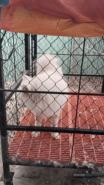 Chó Samoyed đực trắng tuyết trên 1 tuổi. Mua bán Chó tại Huyện Châu Đức Bà Rịa - Vũng Tàu được đăng bởi Cao Son hình 1