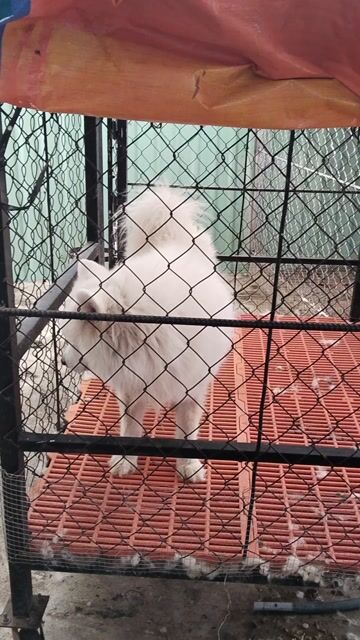 Chó Samoyed đực trắng tuyết trên 1 tuổi. Mua bán Chó tại Huyện Châu Đức Bà Rịa - Vũng Tàu được đăng bởi Cao Son hình 1