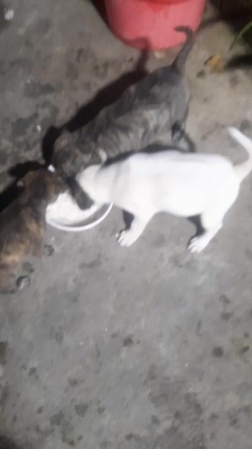 Chó Phú Quốc cái trắng xoáy kiếm. Mua bán Chó tại Quận Liên Chiểu Đà Nẵng được đăng bởi Anh Hùng hình 1