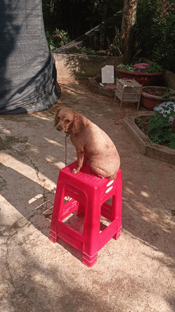 Chó Poodle Nâu 2 tháng đã tiêm. Mua bán Chó tại Huyện Lâm Hà Lâm Đồng được đăng bởi trần Ninh thuận hình 1