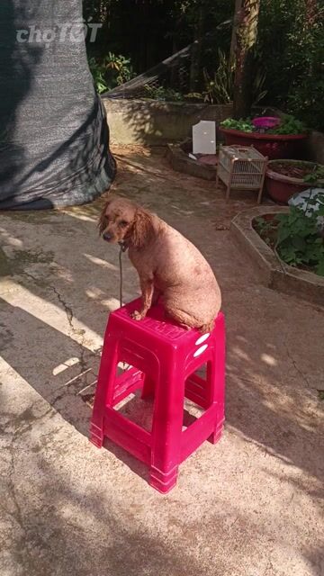 Chó Poodle Nâu 2 tháng đã tiêm. Mua bán Chó tại Huyện Lâm Hà Lâm Đồng được đăng bởi trần Ninh thuận hình 1
