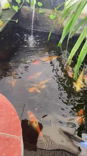 Cá Koi 0.7-0.8kg nhiều màu. Mua bán Thú cưng khác tại Huyện Hòa Vang Đà Nẵng được đăng bởi Chung nguyen hình 1