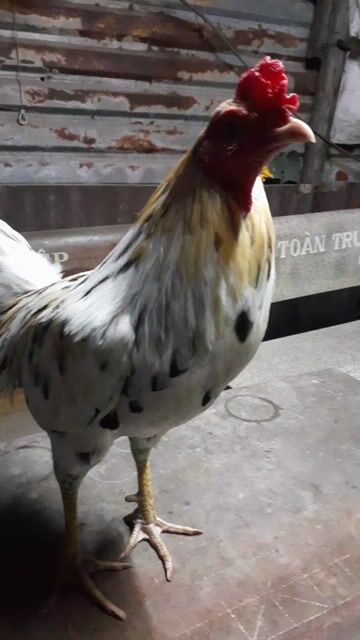 Gà Bướm Ngũ sắc 2.9kg. Mua bán Gà tại Huyện Bình Chánh Tp Hồ Chí Minh được đăng bởi quách đình thoại hình 1