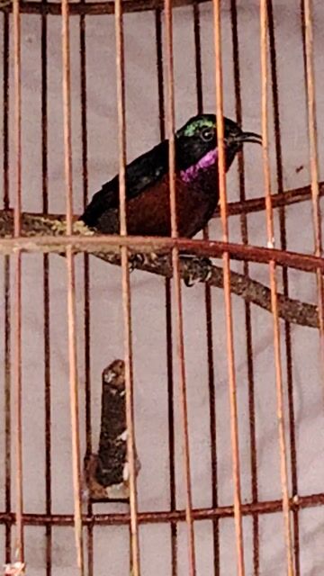 Chim hút mật 7 màu Khỏe mạnh. Mua bán Chim tại Huyện Châu Đức Bà Rịa - Vũng Tàu được đăng bởi Mr Bob hình 1