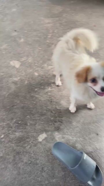Chó Phốc Sóc Cái Trắng gần 1 tuổi. Mua bán Chó tại Huyện Vũ Thư Thái Bình được đăng bởi Kiên hình 1