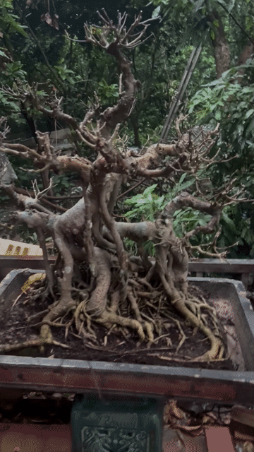 Cây cảnh Sanh Hoàn thiện Siêu già. Mua bán Cây cảnh, đồ trang trí tại Huyện Đông Anh Hà Nội được đăng bởi Giang hình 1