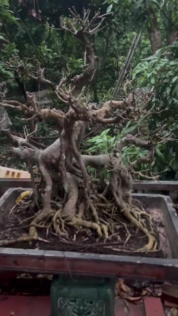 Cây cảnh Sanh Hoàn thiện Siêu già. Mua bán Cây cảnh, đồ trang trí tại Huyện Đông Anh Hà Nội được đăng bởi Giang hình 1
