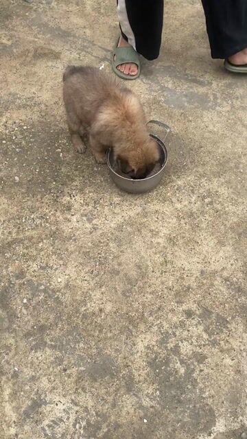 chó mông cộc cái. Mua bán Chó tại Huyện Thạch Thất Hà Nội được đăng bởi âm thanh mạnh trường hình 1