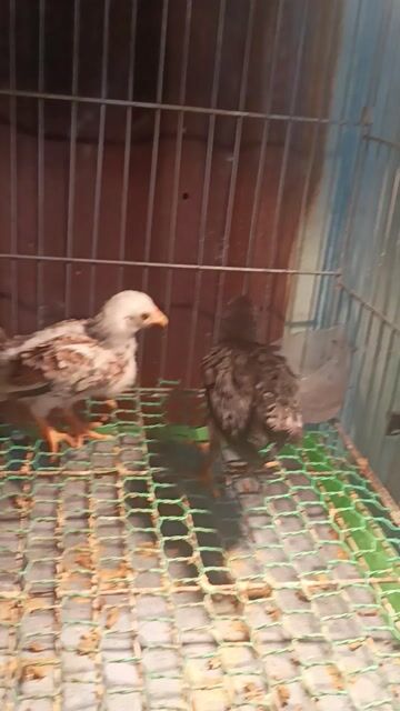 Gà tre Bắc Cộc Trắng đốm. Mua bán Gà tại Huyện Bình Chánh Tp Hồ Chí Minh được đăng bởi Trần Hoàn hình 1