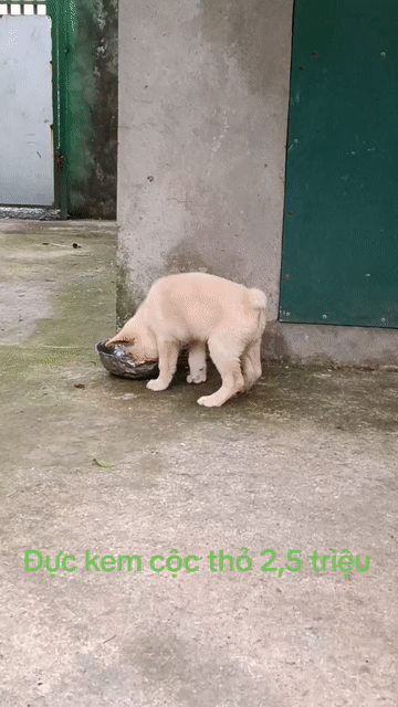 Chó Hmông cộc đực vàng kem. Mua bán Chó tại Thị xã Duy Tiên Hà Nam được đăng bởi Vũ Văn Tính hình 1