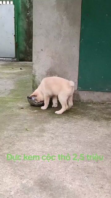Chó Hmông cộc đực vàng kem. Mua bán Chó tại Thị xã Duy Tiên Hà Nam được đăng bởi Vũ Văn Tính hình 1
