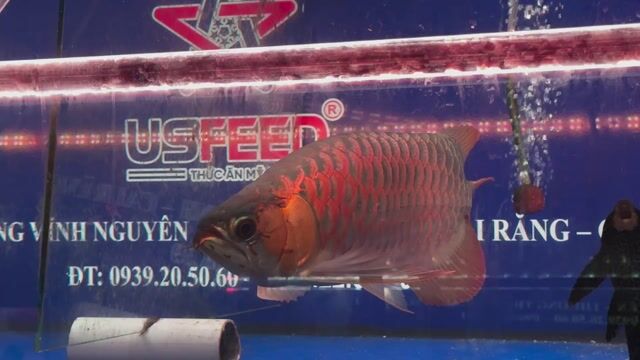 Cá cảnh Kingshort s45 Đỏ cam. Mua bán Thú cưng khác tại Quận Cái Răng Cần Thơ được đăng bởi Khai quoc hình 1