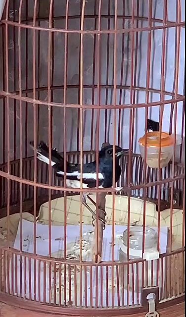 choè than cao như siêu mẫu. Mua bán Chim tại Quận Tân Bình Tp Hồ Chí Minh được đăng bởi meomeo hình 1