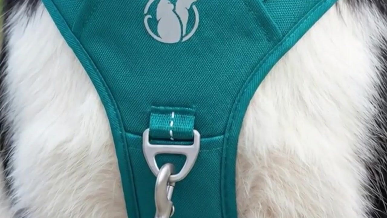Pawsafe No Pull Harness