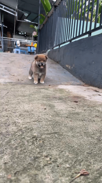 Chó Shiba Inu nhiều màu. Mua bán Chó tại Huyện Nhà Bè Tp Hồ Chí Minh được đăng bởi lâm xuân linh hình 1
