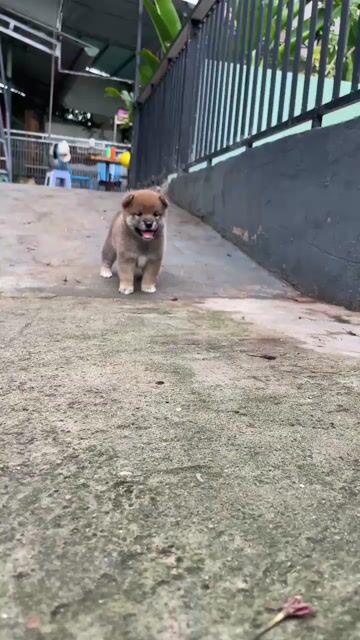 Chó Shiba Inu nhiều màu. Mua bán Chó tại Huyện Nhà Bè Tp Hồ Chí Minh được đăng bởi lâm xuân linh hình 1