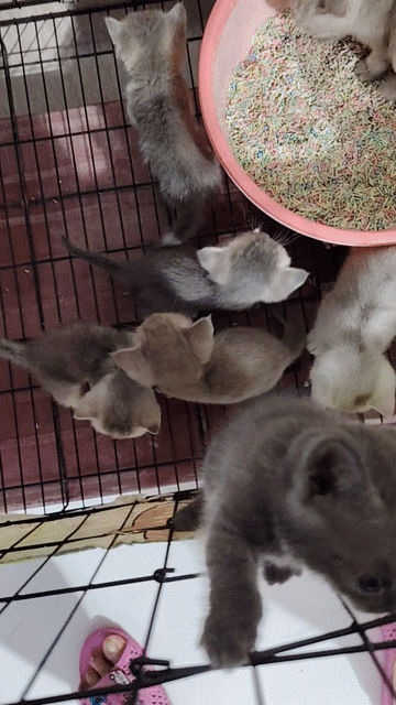 Mèo con chân cao và chân lùn 2 tháng. Mua bán Mèo tại Huyện Long Điền Bà Rịa - Vũng Tàu được đăng bởi Tuệ Mẫn hình 1
