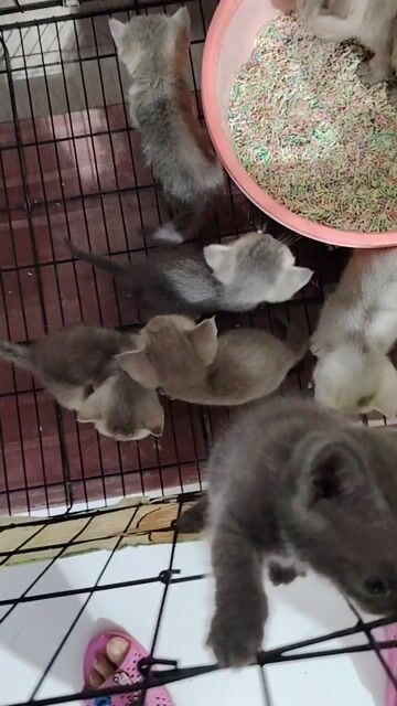Mèo con chân cao và chân lùn 2 tháng. Mua bán Mèo tại Huyện Long Điền Bà Rịa - Vũng Tàu được đăng bởi Tuệ Mẫn hình 1