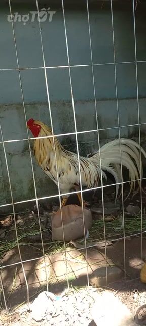 Nọc Việt rặc 3.4kg. Mua bán Gà tại Huyện Củ Chi Tp Hồ Chí Minh được đăng bởi quôc hưng hình 1