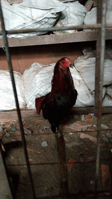 Gà tre Hatch Siu trống mái. Mua bán Gà tại Thành phố Vĩnh Long Vĩnh Long được đăng bởi nhân gà vĩnh long hình 1