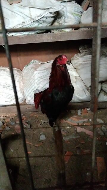Gà tre Hatch Siu trống mái. Mua bán Gà tại Thành phố Vĩnh Long Vĩnh Long được đăng bởi nhân gà vĩnh long hình 1