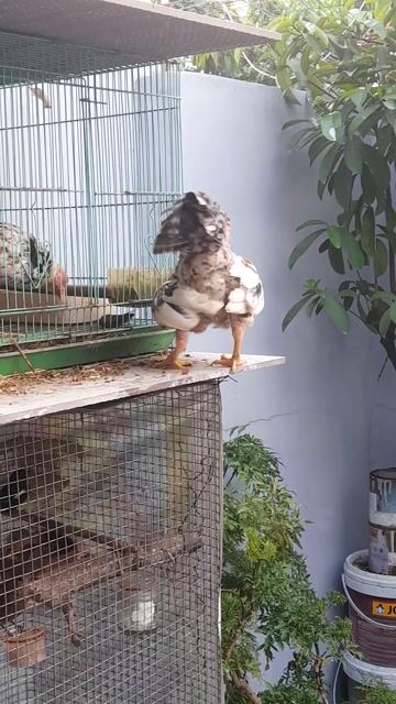 Gà tre Đa sắc Đực. Mua bán Gà tại Thành phố Thuận An Bình Dương được đăng bởi Vodanglong hình 1