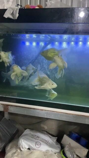 Cá chép sư tử Trắng 15-18cm + 1 chó bét milanois. Mua bán Thú cưng khác tại Quận Cẩm Lệ Đà Nẵng được đăng bởi Tên chưa cung cấp hình 1