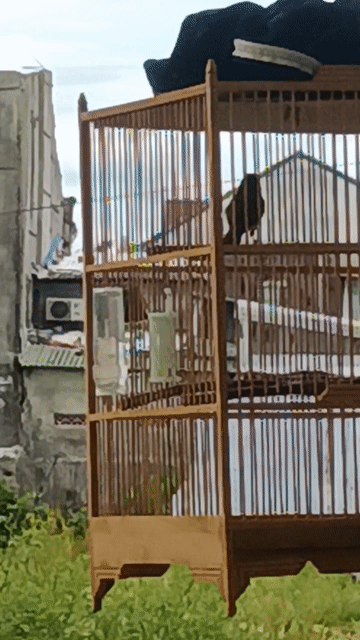 Chim khuyên khỏe mạnh, nhanh nhẹn. Mua bán Chim tại Thành phố Huế Thừa Thiên Huế được đăng bởi Đỗ Chung hình 1