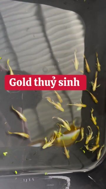 cá 7 màu full gold. Mua bán Thú cưng khác tại Thành phố Cao Lãnh Đồng Tháp được đăng bởi Tấn Đạt hình 1