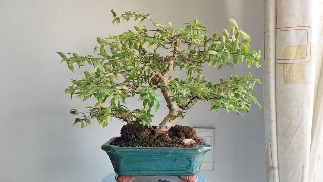 Bonsai Mai chiếu thủy lá trung. Mua bán Cây cảnh, đồ trang trí tại Quận Gò Vấp Tp Hồ Chí Minh được đăng bởi Bình Minh hình 1