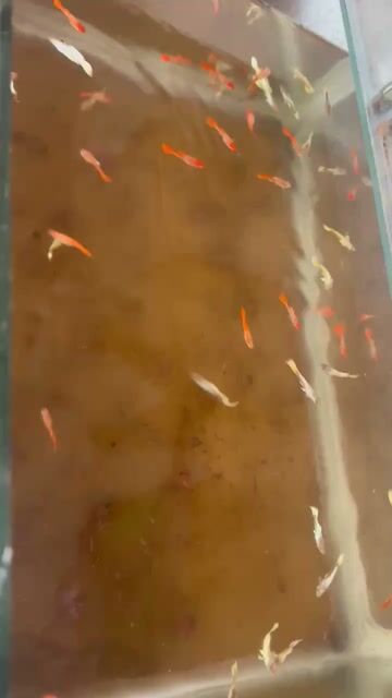 Cá 7 màu Koi đỏ và Full Gold 2-3cm. Mua bán Thú cưng khác tại Quận 8 Tp Hồ Chí Minh được đăng bởi Dương Daikin hình 1