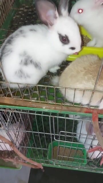 Thỏ nhiều màu. Mua bán Thú cưng khác tại Quận Bình Thạnh Tp Hồ Chí Minh được đăng bởi Nông Trại Thỏ Con hình 1