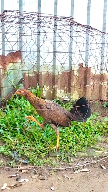 Gà tre Cuban lai 4 tháng rưỡi . Mua bán Gà tại Quận Ô Môn Cần Thơ được đăng bởi thanh gà tre  hình 1