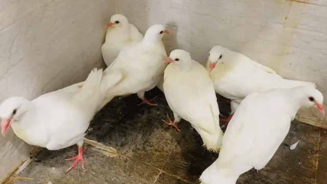 3cặp bồ câu gà con = 1000k. Mua bán Chim tại Quận Ninh Kiều Cần Thơ được đăng bởi huỳnh  hình 1