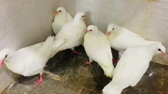 3cặp bồ câu gà con = 1000k. Mua bán Chim tại Quận Ninh Kiều Cần Thơ được đăng bởi huỳnh  hình 1