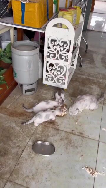 Mèo Xiêm lai Anh Trắng Đốm. Mua bán Mèo tại Quận Tân Bình Tp Hồ Chí Minh được đăng bởi Trần Thị Minh  hình 1
