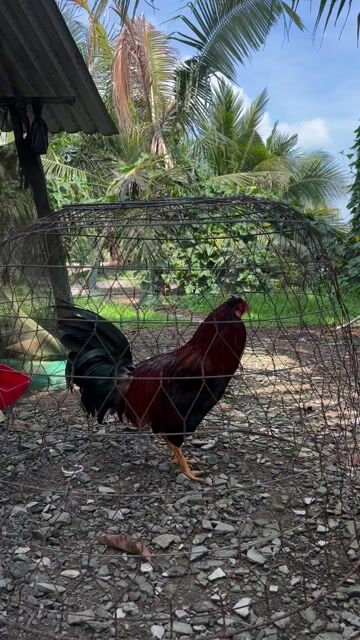 Gà chọi Điều Mỹ F1 Đực. Mua bán Gà tại Quận Ninh Kiều Cần Thơ được đăng bởi Chung Quốc Di hình 1