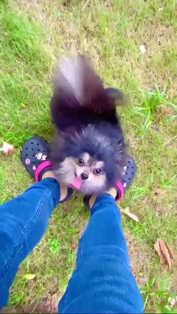 Bé Phốc Sóc cái tơ hơn 1 tuổi đang salo. Mua bán Chó tại Quận 7 Tp Hồ Chí Minh được đăng bởi Thủy Xuyến Nhi hình 1