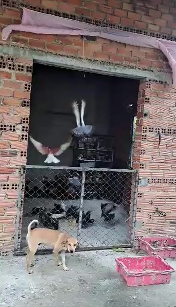 Chim bồ câu Lai gà Đa sắc. Mua bán Chim tại Huyện Long Điền Bà Rịa - Vũng Tàu được đăng bởi tí hình 1